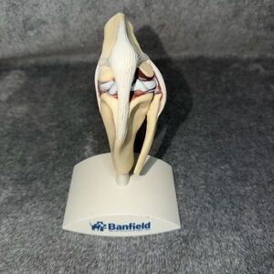 Banfield Dog knee Canine Joint Model Medical Veterinary
